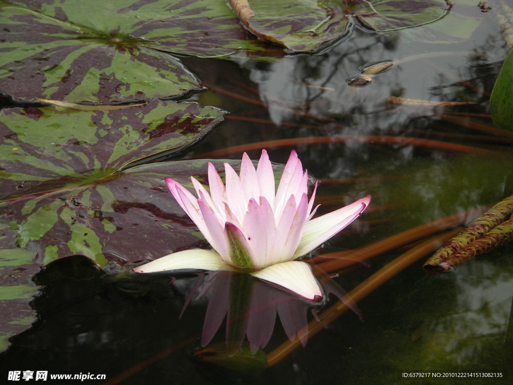 莲花