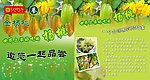 杨桃
