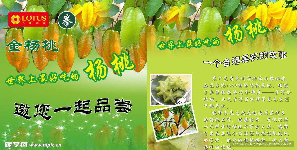杨桃
