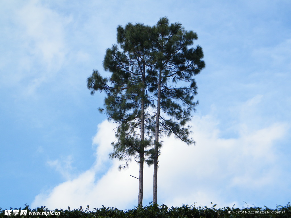 双胞思茅松树