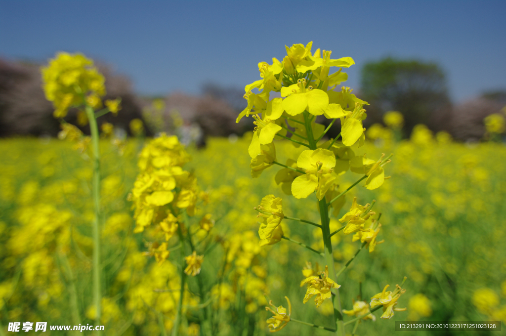 油菜花