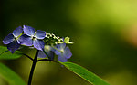 小花