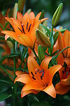 百合花