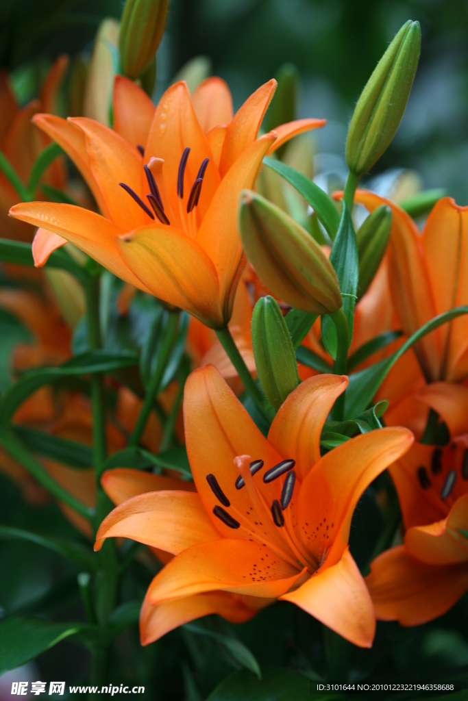 百合花
