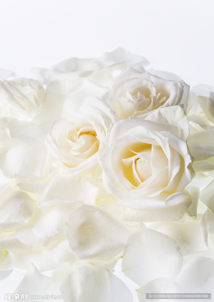 白玫瑰高清图片