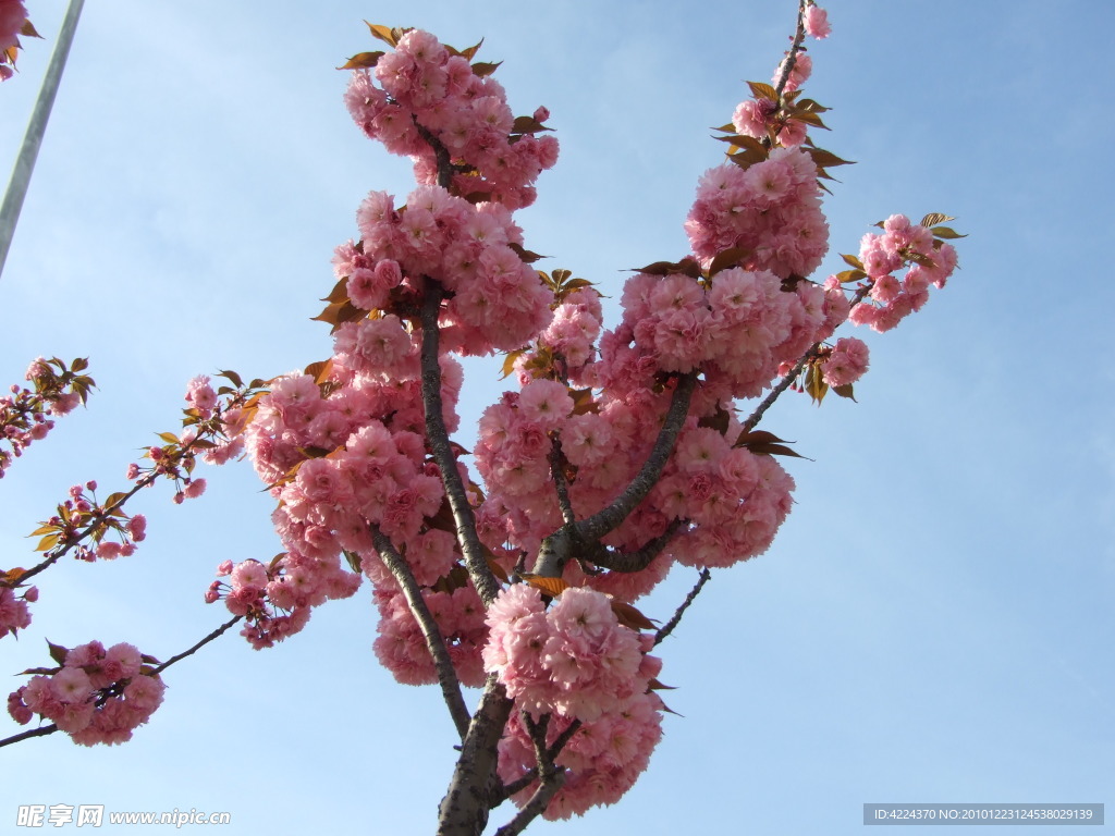 双樱花