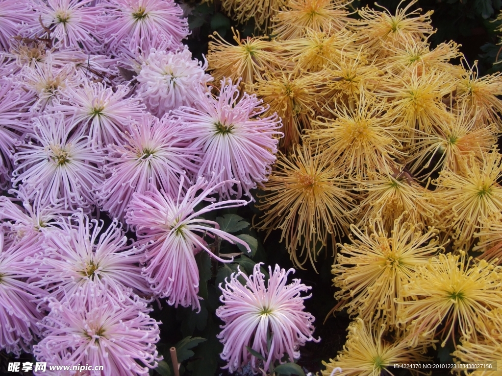 菊花