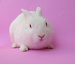 小白兔
