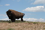 美国黄石公园的野牛