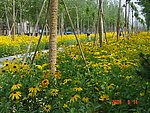 园林植物素材 黑心菊