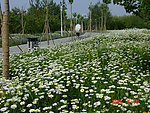 园林植物素材 滨菊
