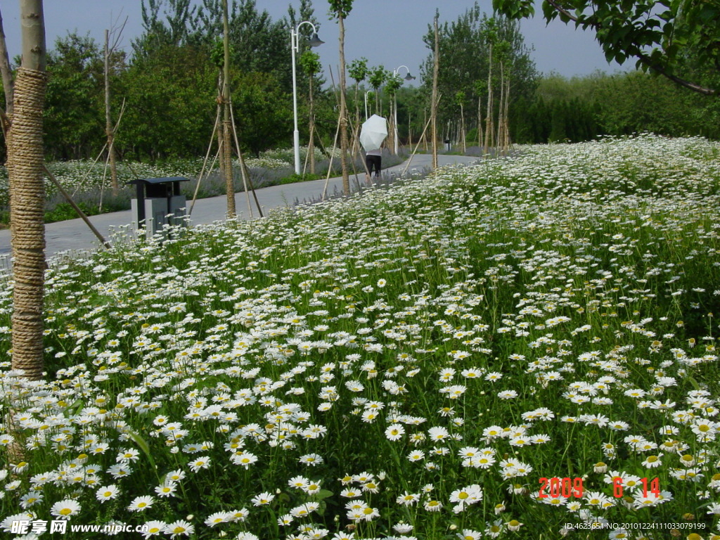 园林植物素材 滨菊