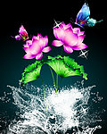 荷花