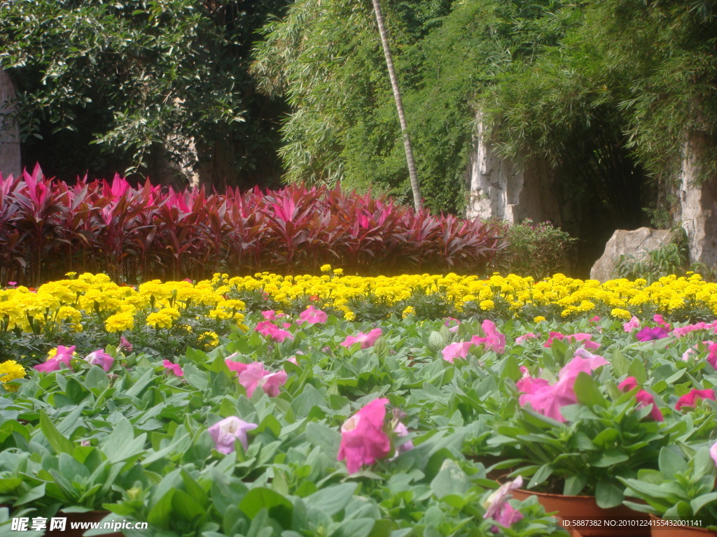 鲜花