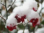 白雪下的红月季花