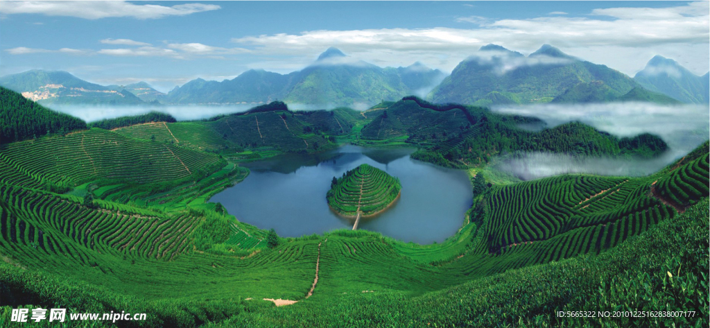 茶园