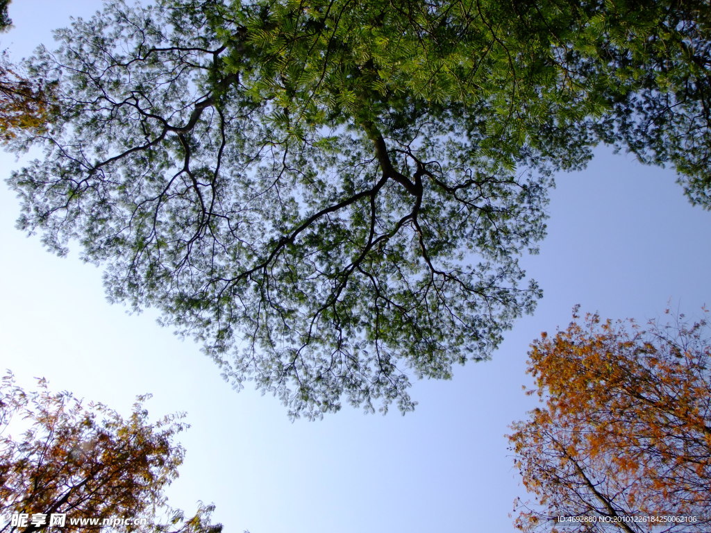 天空下的大树