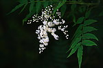 花草