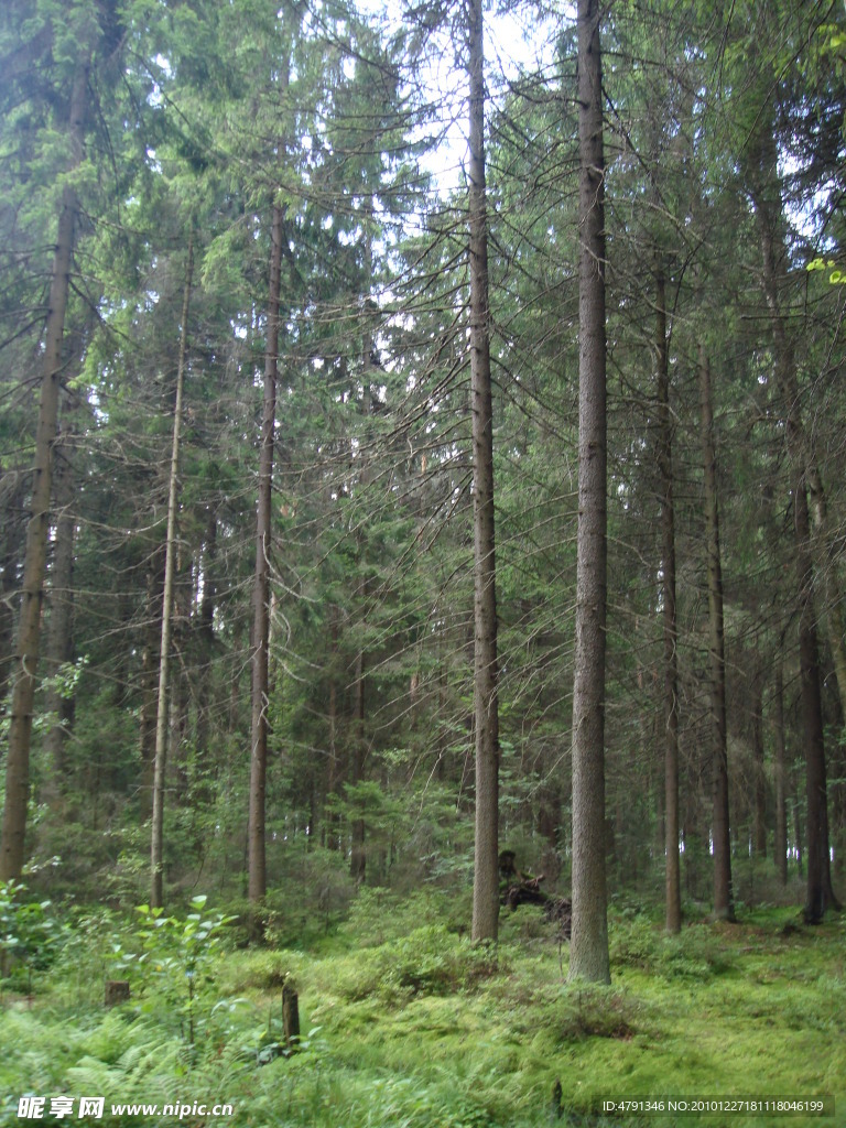 树林