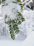 雪景