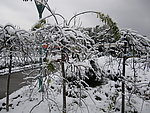 雪景