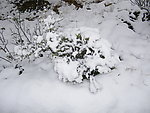 雪景