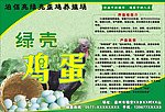 绿壳鸡蛋