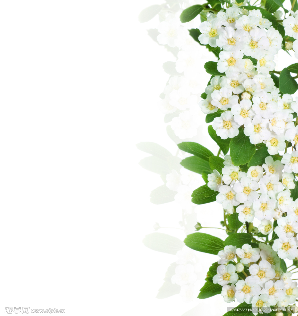 绿叶鲜花