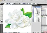 漂亮矢量茉莉花
