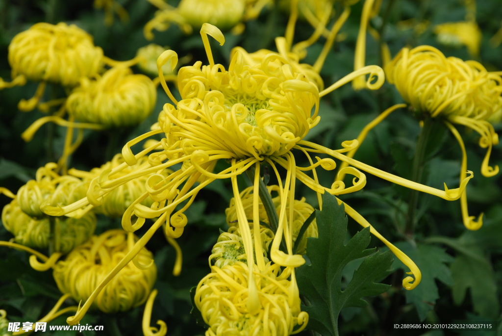 菊花