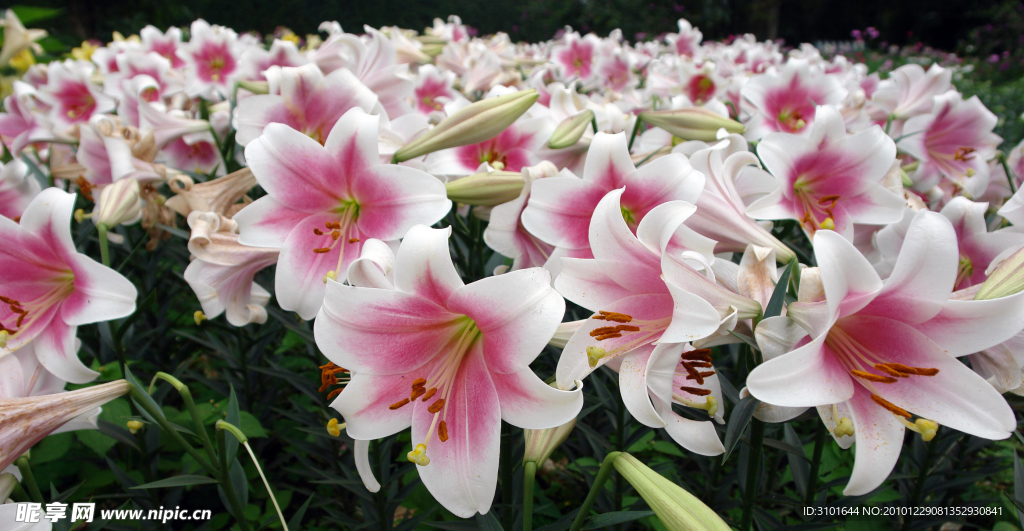 粉红百合花