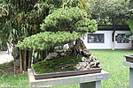 五针松 奔云御风