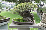 榆树 背负希望