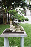大阪松 奔鼠