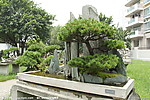 五针松 幽居麓岩后