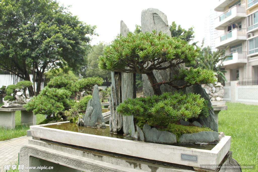 五针松 幽居麓岩后