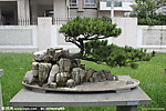 大阪松 春水东流