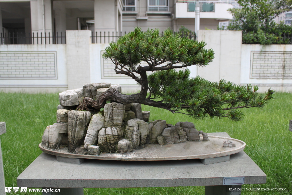 大阪松 春水东流