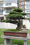日本五针松 幽谷天籁