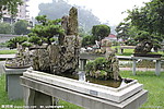 山石树桩盆景 云雾山溪
