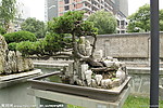 大阪松 树石盆景