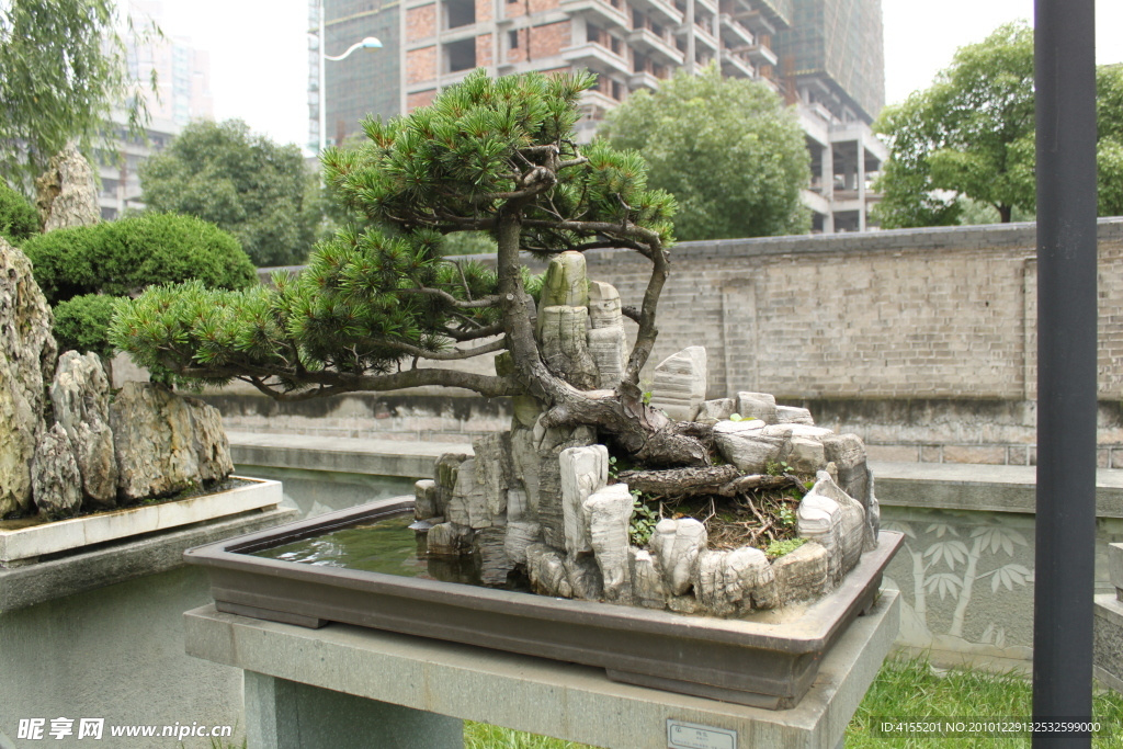 大阪松 树石盆景