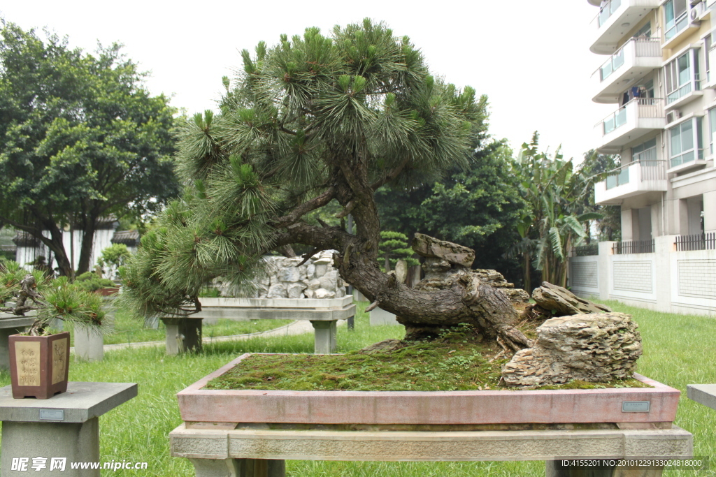 黑松 树石盆景