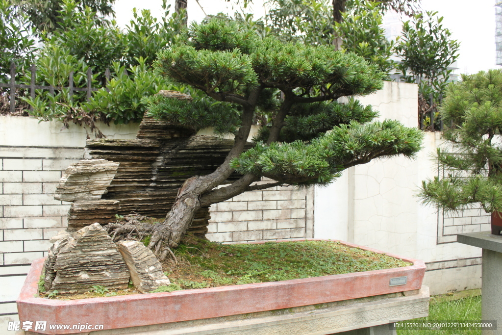 树石盆景 大阪松