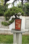 树桩盆景 黑松