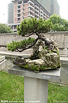 大阪松 传雅韵