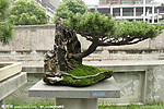 大阪松 福地参天