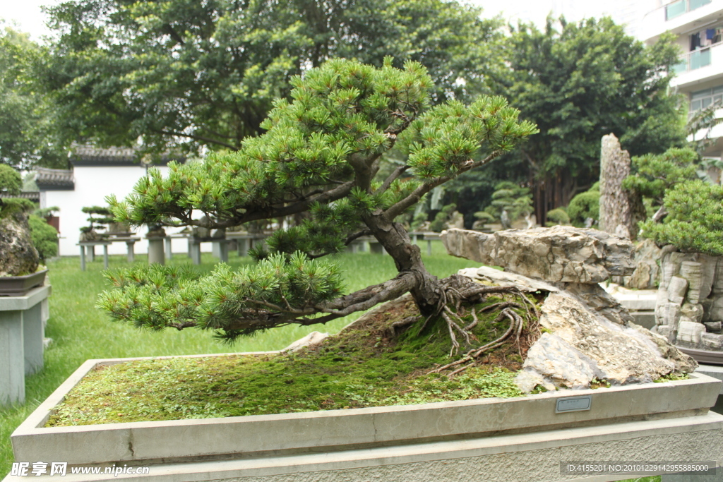 大阪松 树石盆景