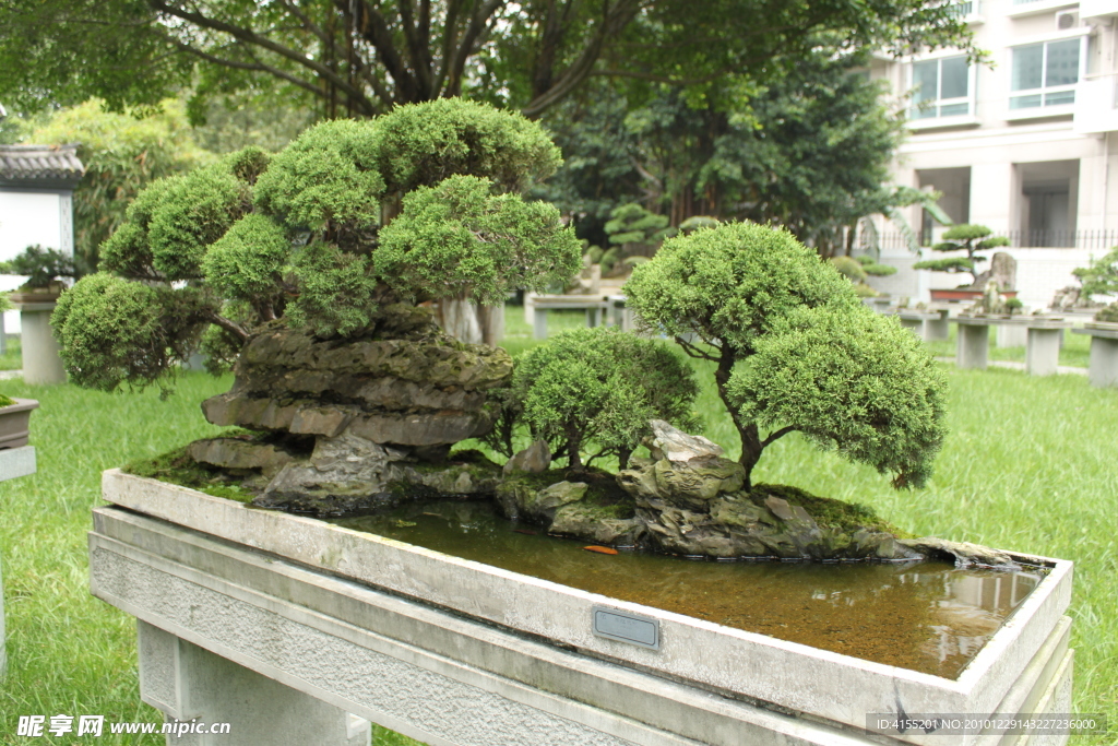 柏树 树石盆景