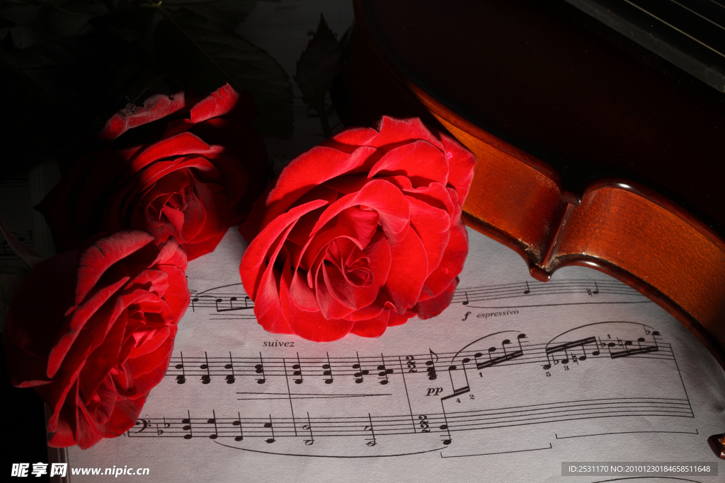 玫瑰花和小提琴